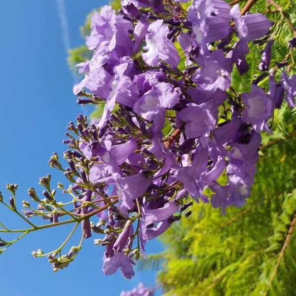 Jacaranda mimosifolia Квітка