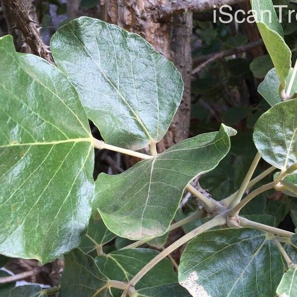 Erythrina latissima 葉