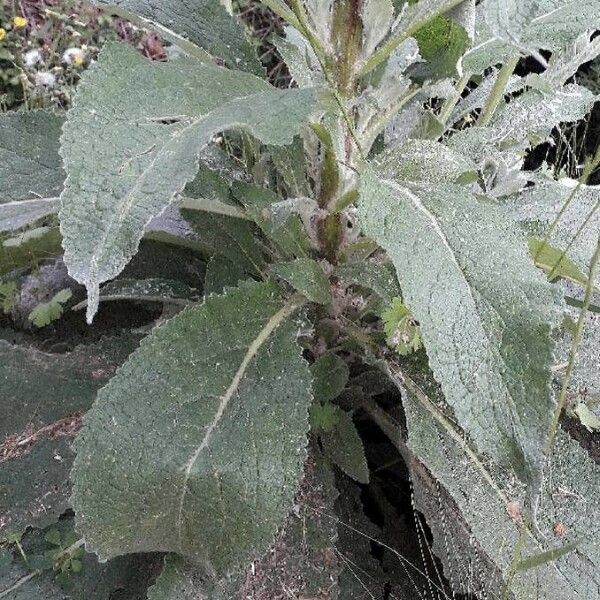 Verbascum boerhavii Feuille