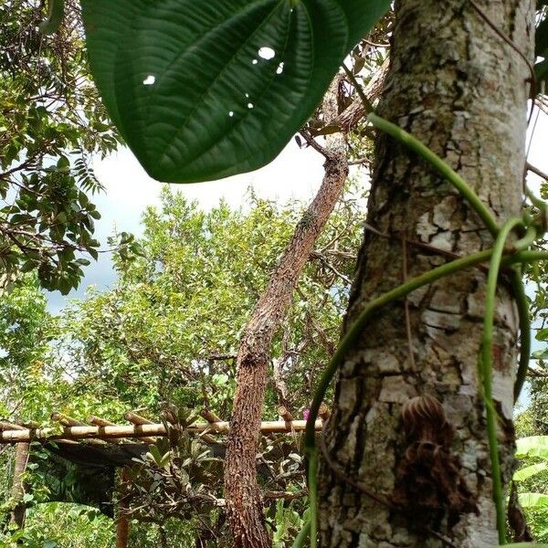 Dioscorea bulbifera Habitus