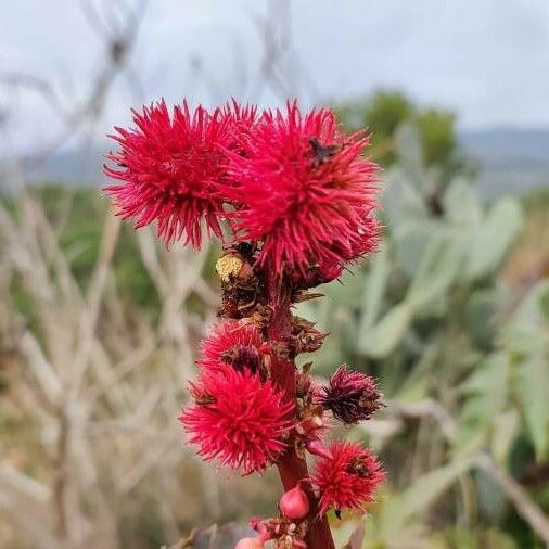 Ricinus communis Цветок