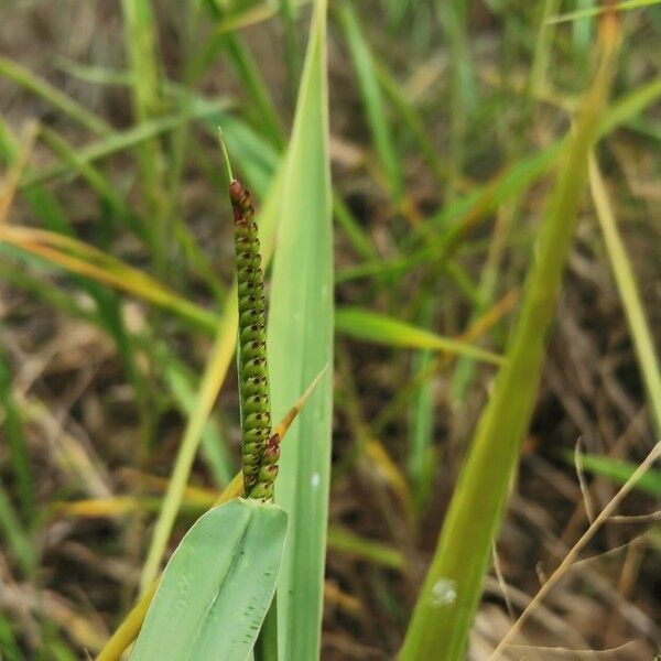 Urochloa eminii 花