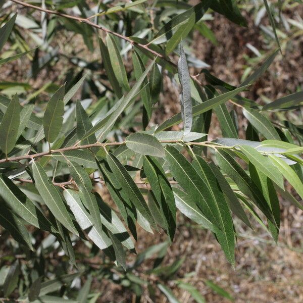 Salix laevigata Лист