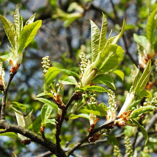 Prunus virginiana Квітка