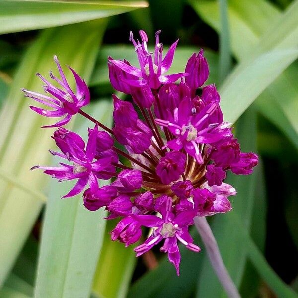 Allium giganteum Кветка