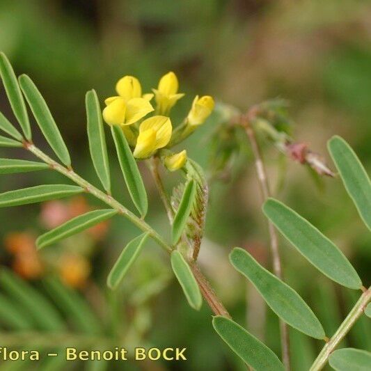 Hippocrepis multisiliquosa অন্যান্য