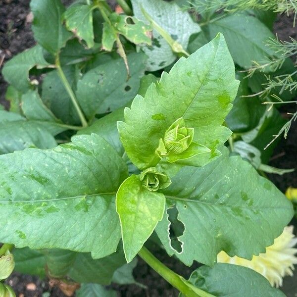 Dahlia pinnata Hostoa