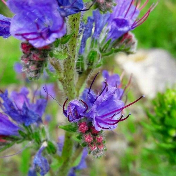 Echium vulgare Blomst