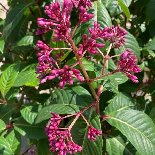 Fuchsia paniculata Flower