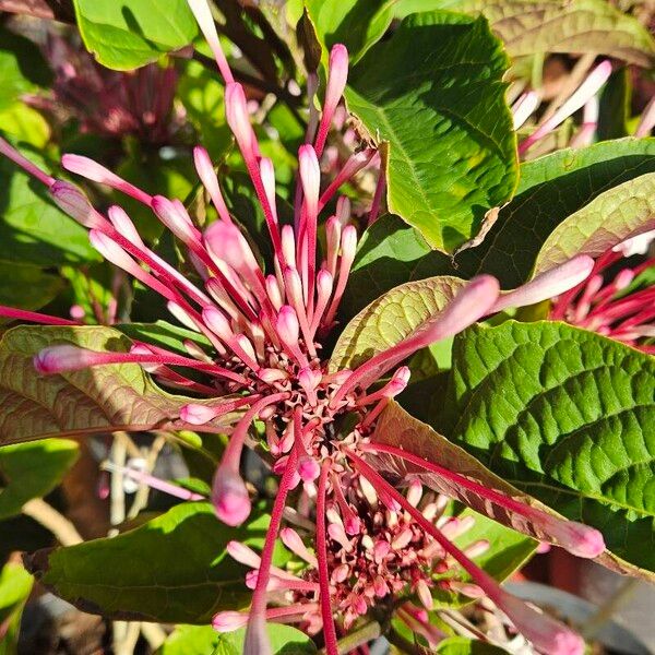 Clerodendrum quadriloculare Flor