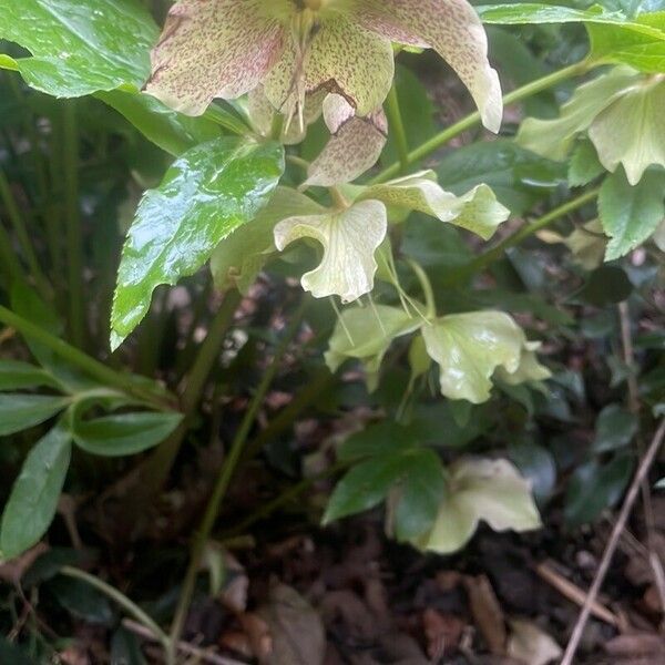 Helleborus argutifolius Flor