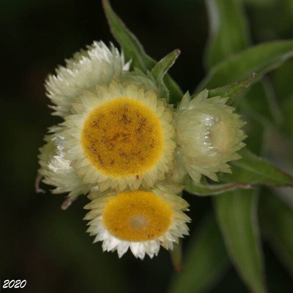 Helichrysum foetidum Flower