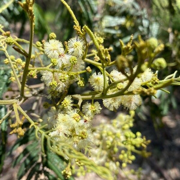 Acacia mearnsii Kukka