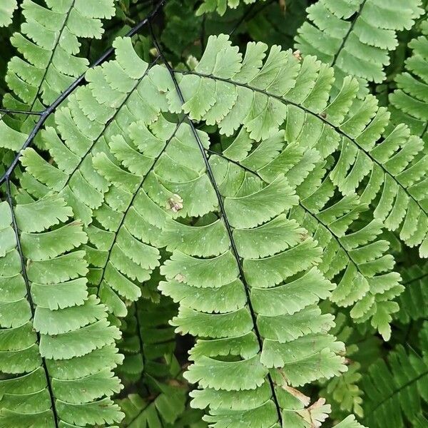 Adiantum polyphyllum Lapas