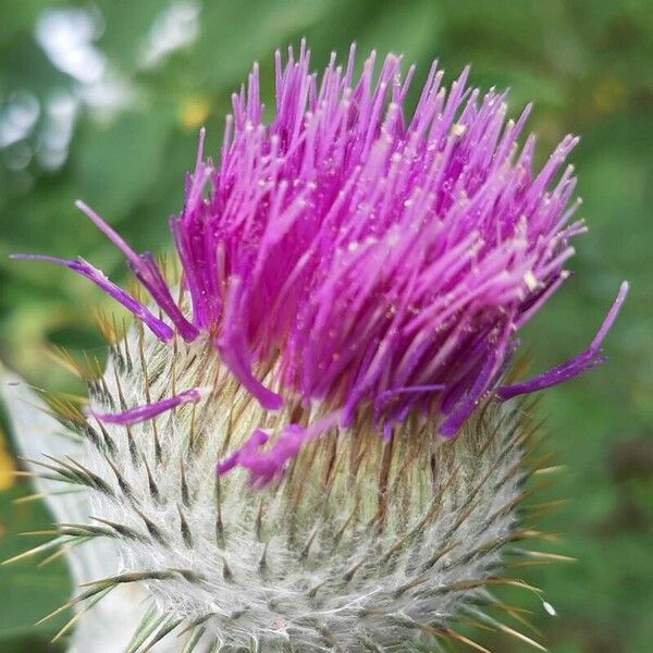 Onopordum acanthium Flower