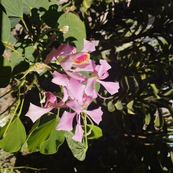 Bauhinia monandra Çiçek