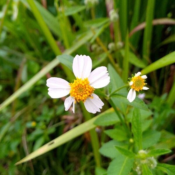 Bidens pilosa 花