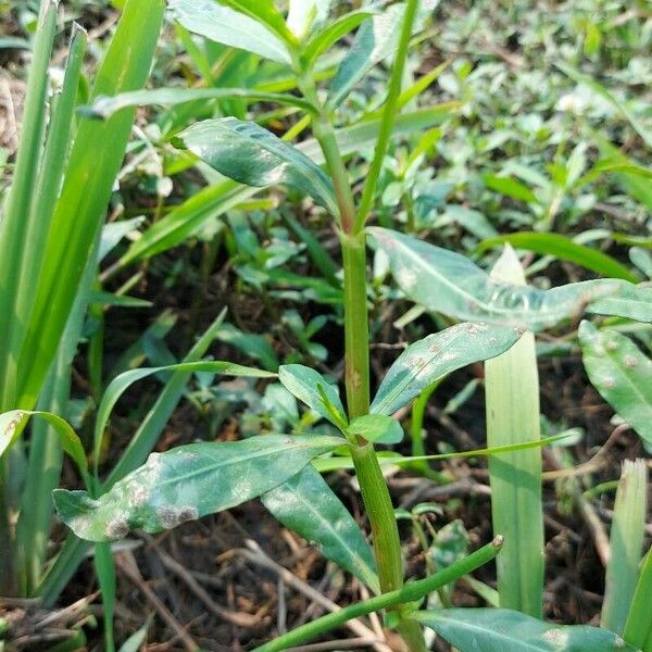 Alternanthera philoxeroides Leaf