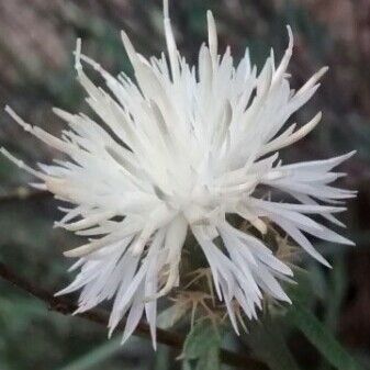 Centaurea aspera Blodyn