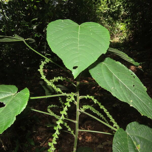 Acalypha macrostachya Folha