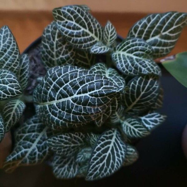 Fittonia albivenis Leaf