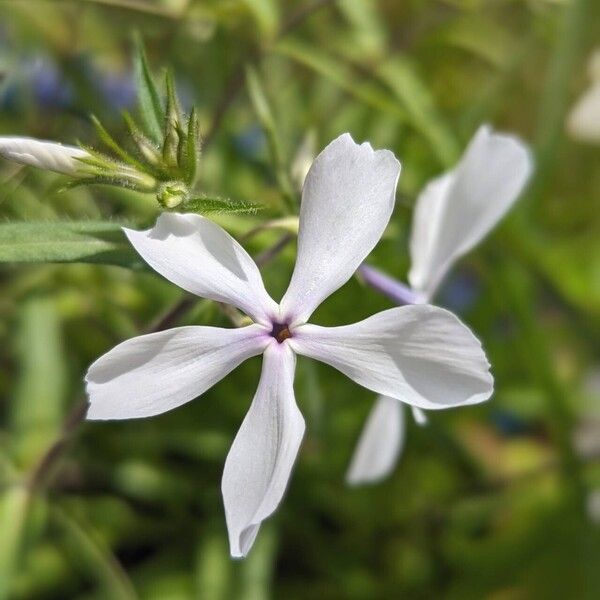 Phlox divaricata Květ