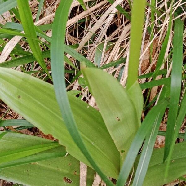 Orchis purpurea 叶