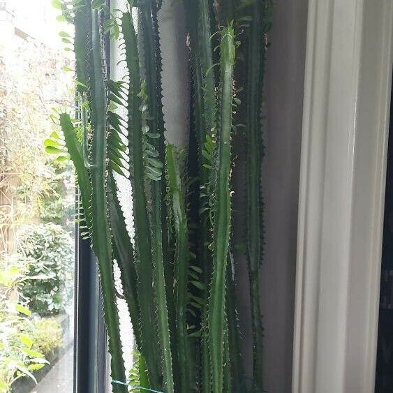 Euphorbia trigona Leaf