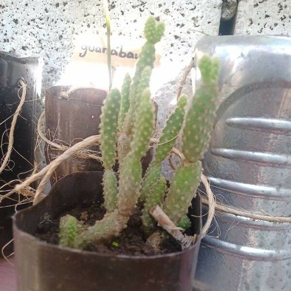 Tephrocactus verschaffeltii Lehti