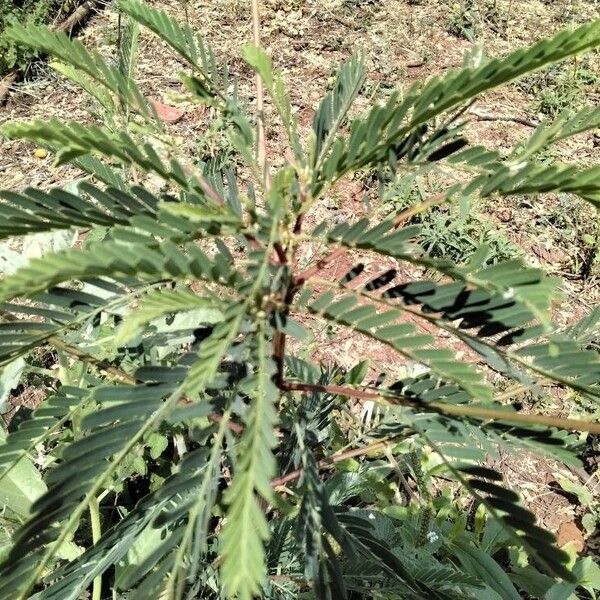 Sesbania sesban Leaf