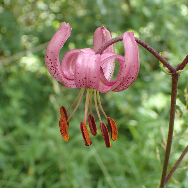 Lilium martagon 花