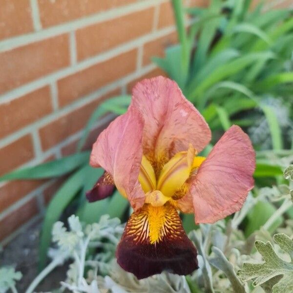 Iris variegata Flower