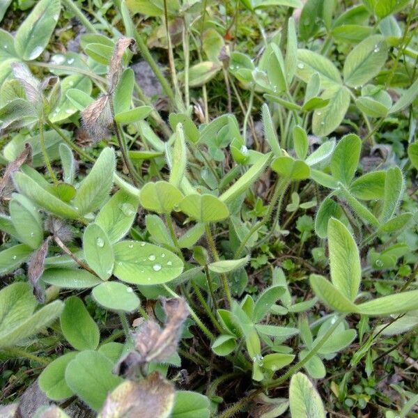 Trifolium trichocephalum Habit