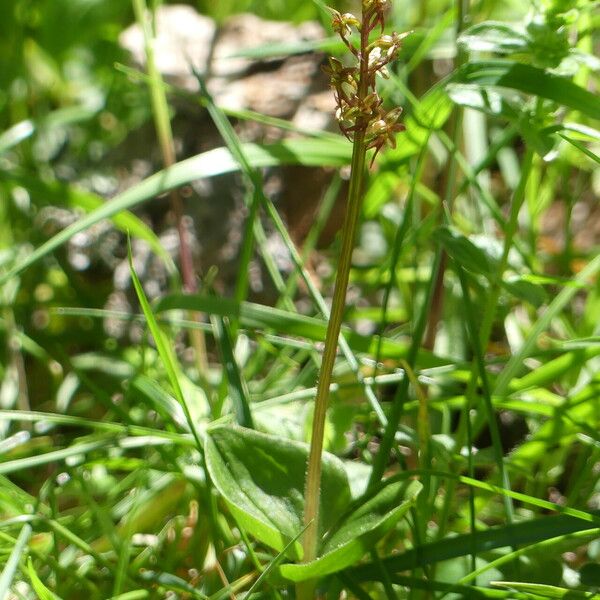 Neottia cordata Habit