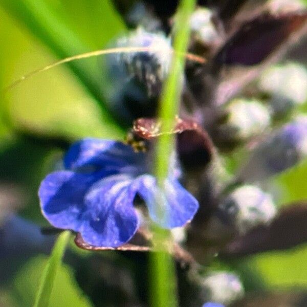 Ajuga reptans Flower