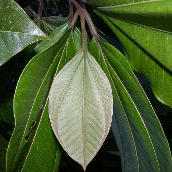 Bellucia grossularioides Blatt