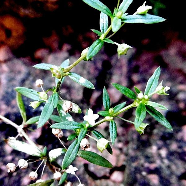 Oldenlandia corymbosa Habitus