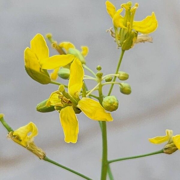 Brassica napus Blomst