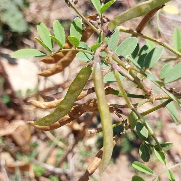 Tephrosia purpurea Frukto