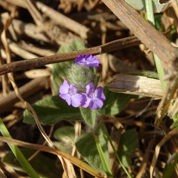 Nelsonia canescens Hábito