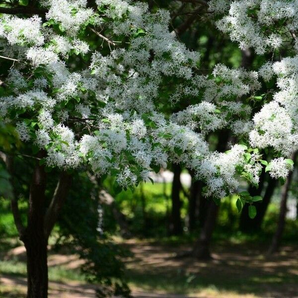 Chionanthus retusus ফুল