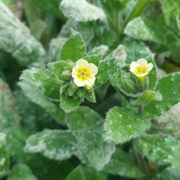 Nonea lutea Kukka