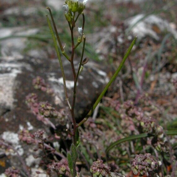 Arabis auriculata Flower