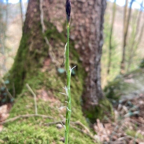 Carex pilosa Floare