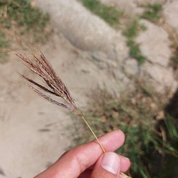 Dichanthium annulatum 花