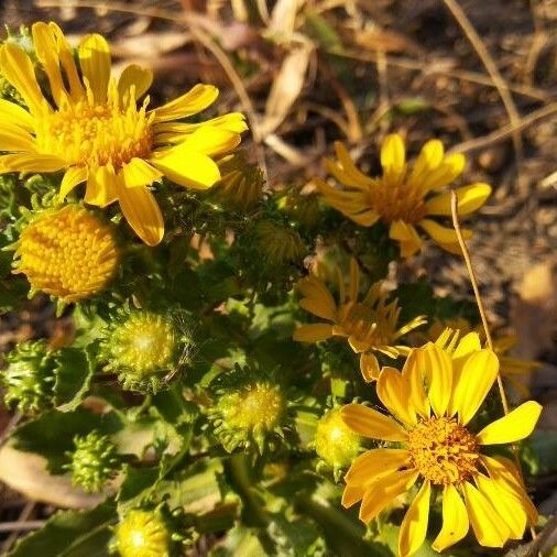 Grindelia squarrosa Žiedas