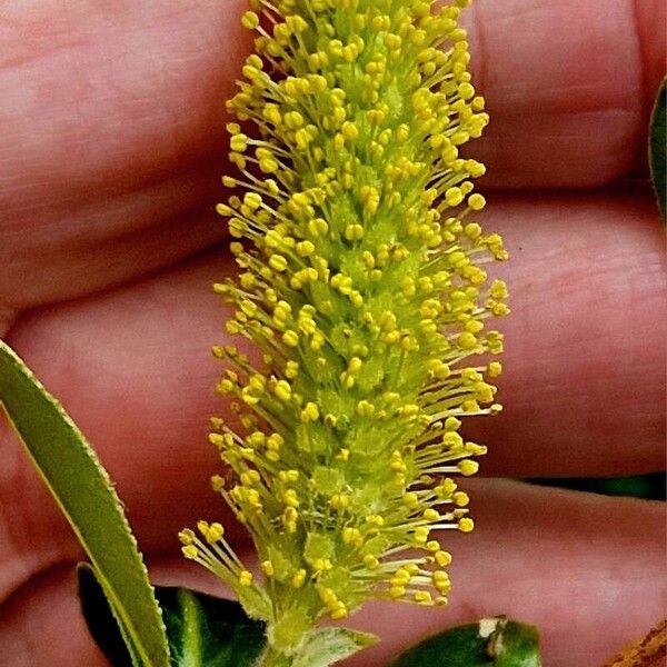 Salix pentandra Цветок
