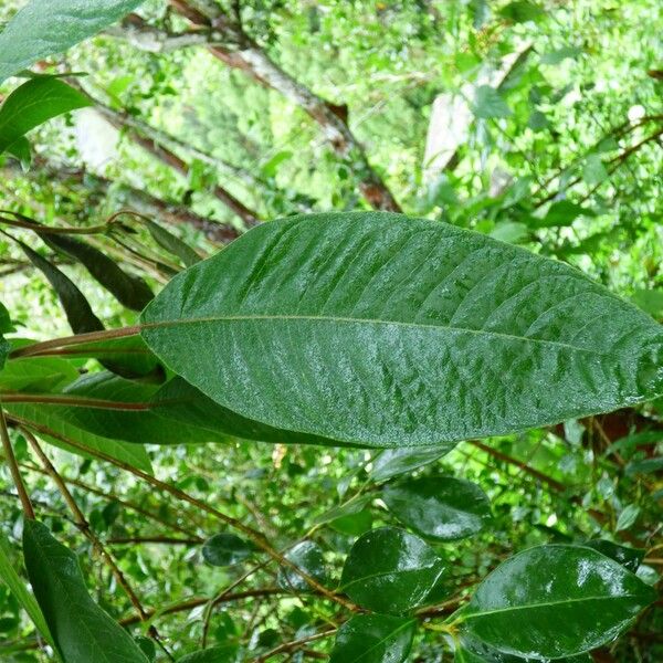 Fuchsia boliviana 葉