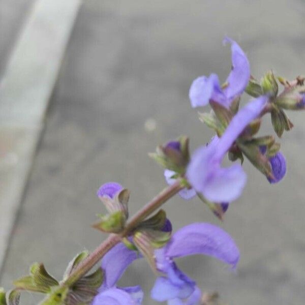 Salvia verbenaca Fiore