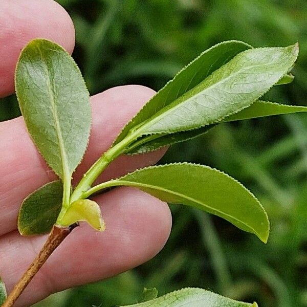 Salix pentandra Blad